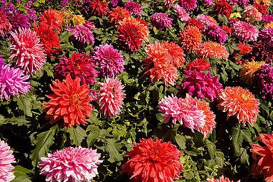 社会生存游戏《洪泛》发售预告片 正式登陆Steam